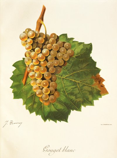 Uva Gouget Blanc da Jules Troncy