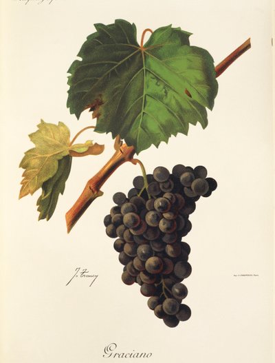 Uva Graciano di J. Troncy da Jules Troncy