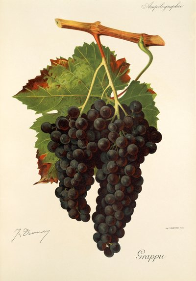 Uva Grappu da Jules Troncy