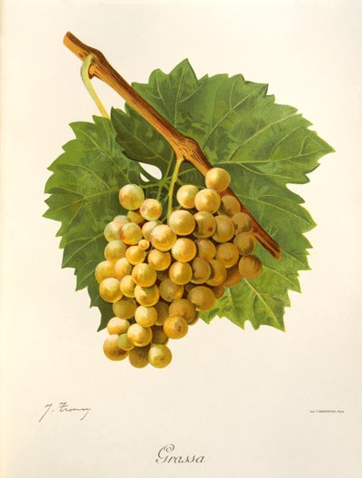 Uva Grassa da Jules Troncy