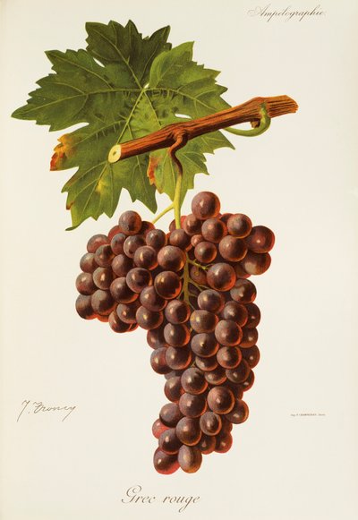 Uva Grec Rouge di J. Troncy da Jules Troncy