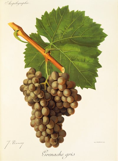 Grenache Gris da Jules Troncy