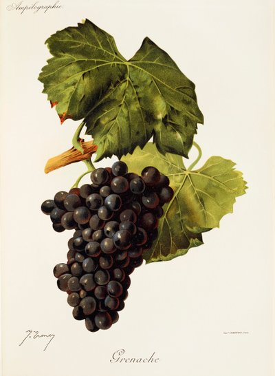 Uva Grenache da Jules Troncy