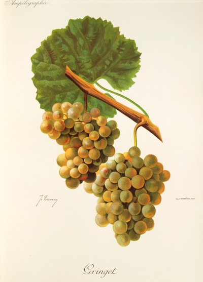 Uva Gringet da Jules Troncy