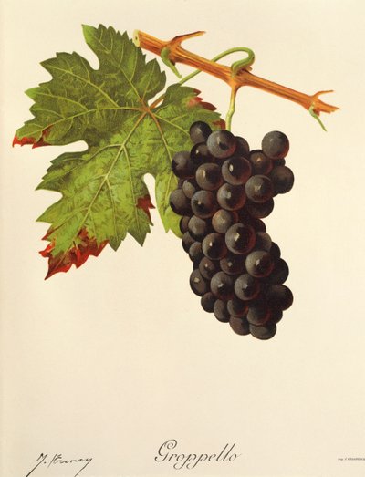 Uva Groppello da Jules Troncy