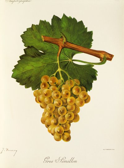 Gros Semillon da Jules Troncy