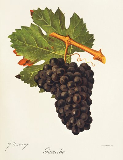 Uva Gueuche da Jules Troncy