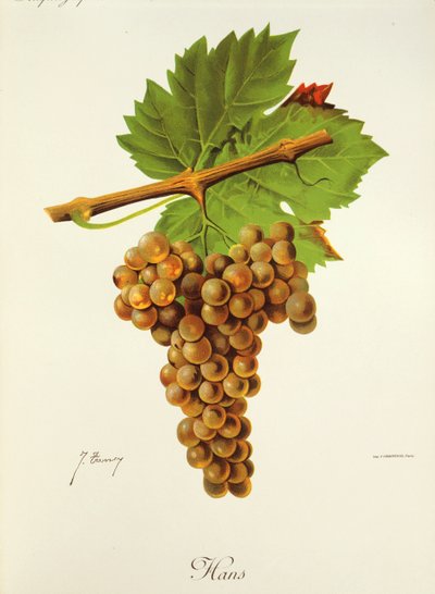 Uva Hans da Jules Troncy