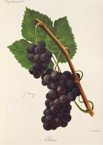 Uva Ives di J. Troncy da Jules Troncy
