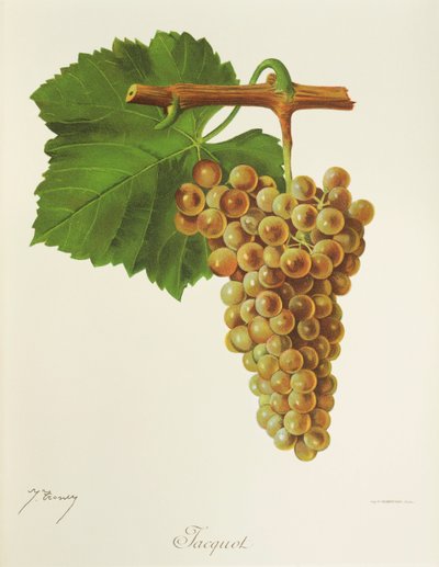 Jacquot uva di J. Troncy da Jules Troncy