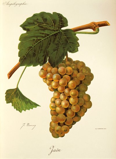 Uva Jaen da Jules Troncy