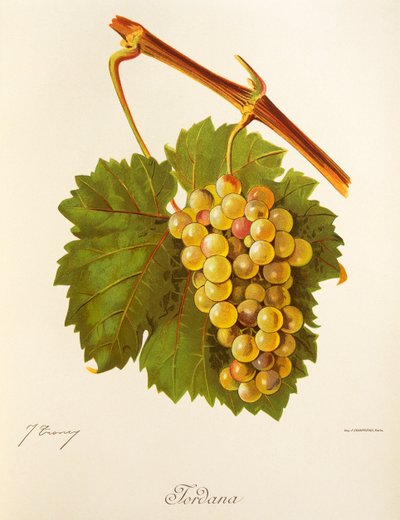 Uva Jordana da Jules Troncy