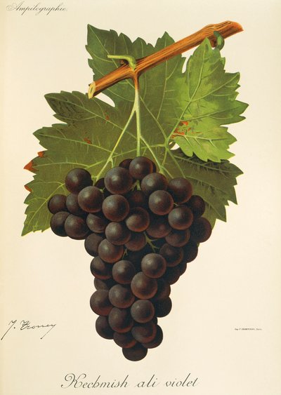 Uva Kechmish Ali Violet da Jules Troncy