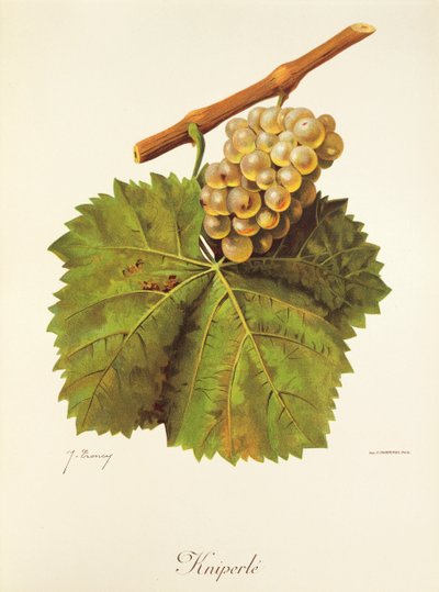 Uva Kniperle da Jules Troncy