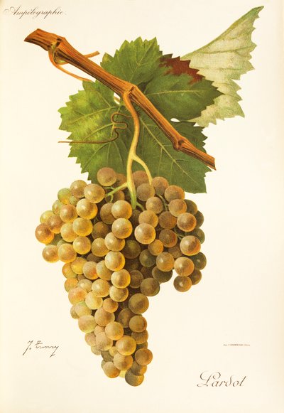 Uva Lardot da Jules Troncy