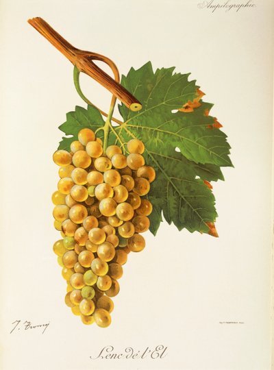 Uva Lenc de l