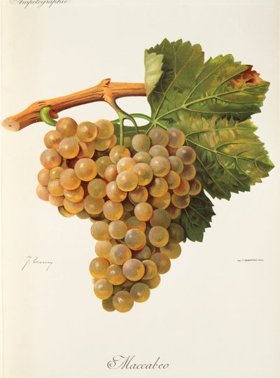 Uva Maccabeo da Jules Troncy