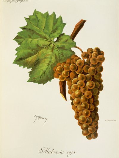 Uva Malvasia Roja di J. Troncy da Jules Troncy