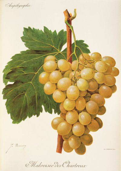 Malvoisie des Chartreux da Jules Troncy