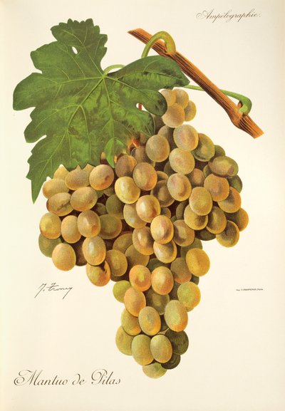 Uva Mantuo de Pilas da Jules Troncy