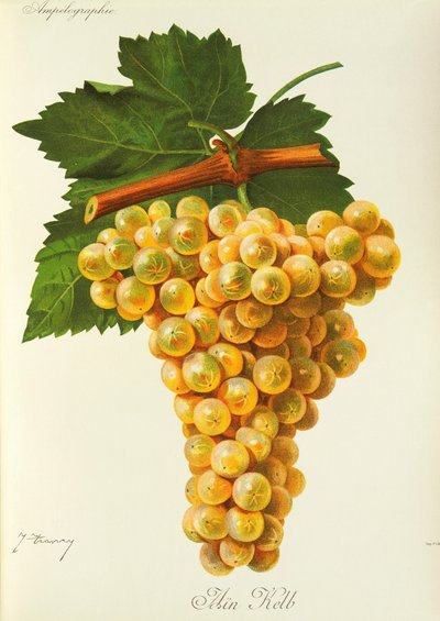 Uva Marsanne da Jules Troncy