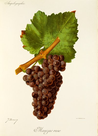 Uva Mauzac Rose da Jules Troncy