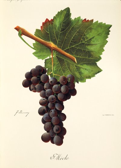 Uva Mecle da Jules Troncy