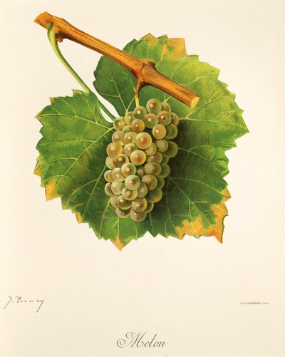 Uva Melon da Jules Troncy