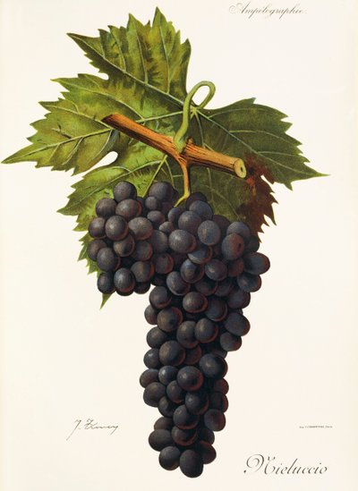 Uva Mieluccio da Jules Troncy