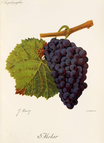 Uva Molar da Jules Troncy