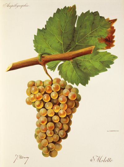 Uva Molette di J. Troncy da Jules Troncy