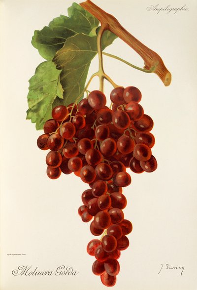 Uva Molinera Gorda di J. Troncy da Jules Troncy