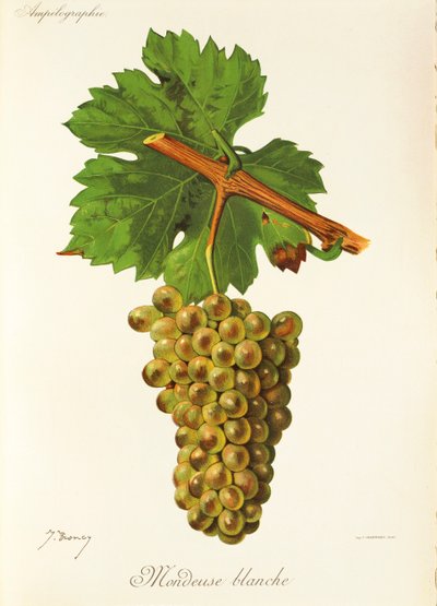 Mondeuse Blanche da Jules Troncy