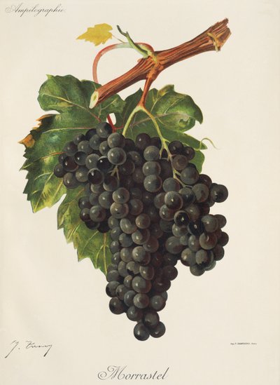 Uva Morrastel di J. Troncy da Jules Troncy