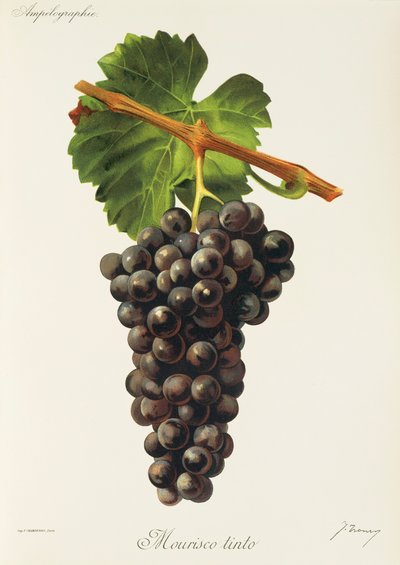 Mourisco Tinto da Jules Troncy
