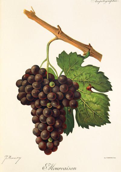 Mourvaison da Jules Troncy