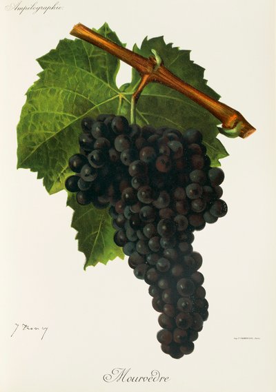 Uva Mourvedre da Jules Troncy