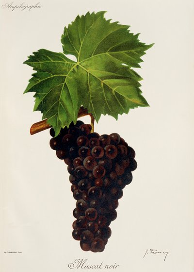 Muscat Noir da Jules Troncy