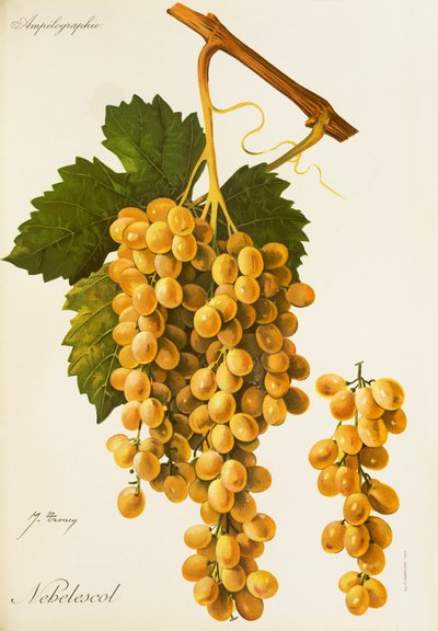 Uva Nebelescol da Jules Troncy