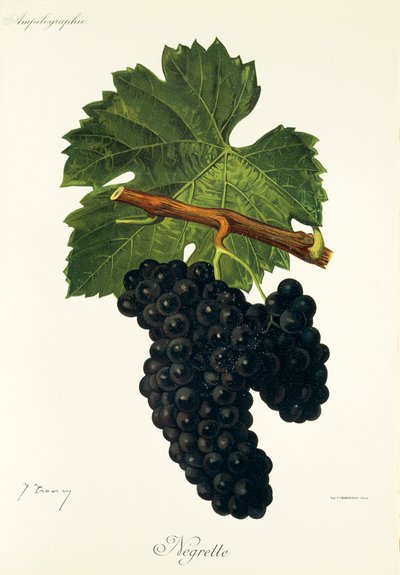 Uva Negrette da Jules Troncy