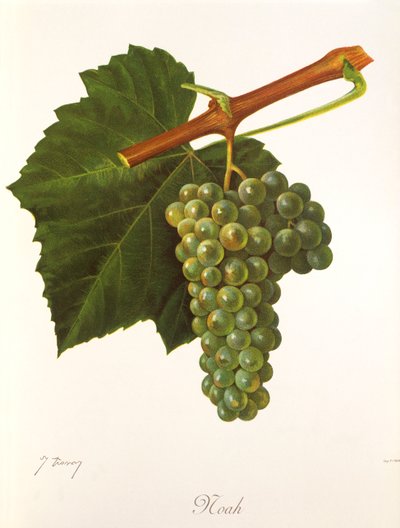 Uva Noah da Jules Troncy