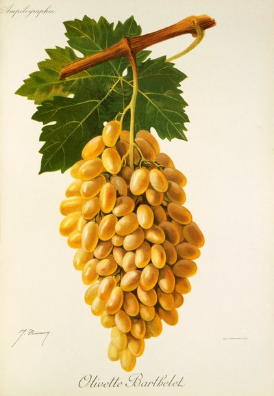Uva Olivette Barthelet di J. Troncy da Jules Troncy