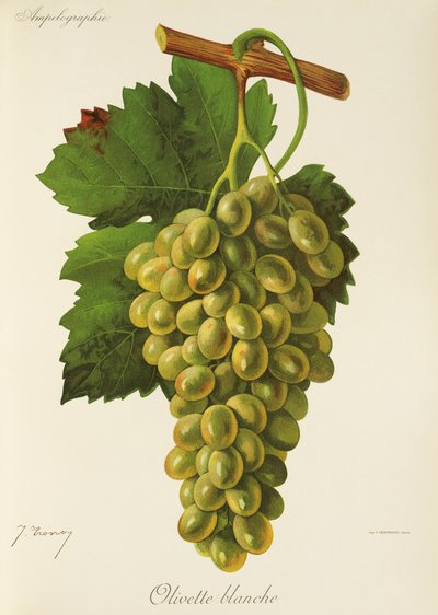 Uva Olivette Blanche di J. Troncy da Jules Troncy