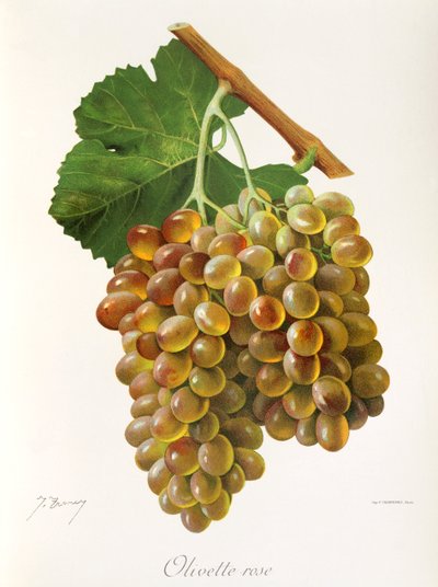 Uva Olivette Rose da Jules Troncy