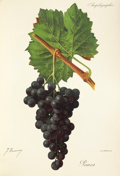 Panea da Jules Troncy