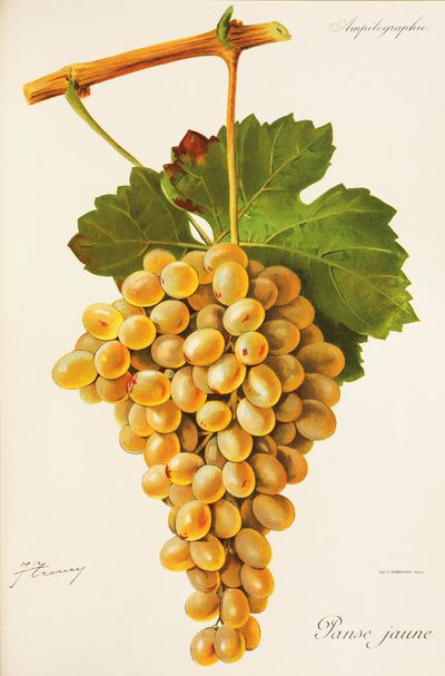 Uva Panse Jaune da Jules Troncy