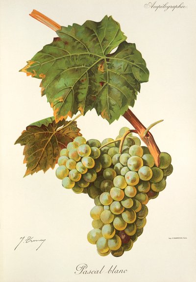 Uva Pascal Blanc da Jules Troncy