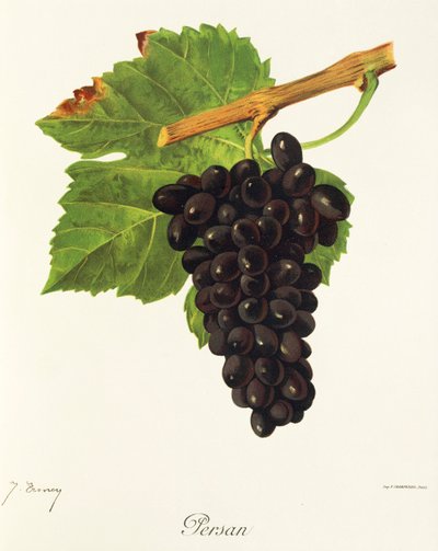 Uva Persan da Jules Troncy
