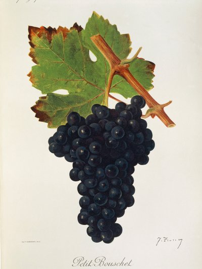 Uva Petit Bouschet da Jules Troncy
