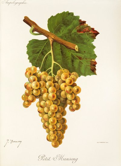 Uva Petit Manseng da Jules Troncy